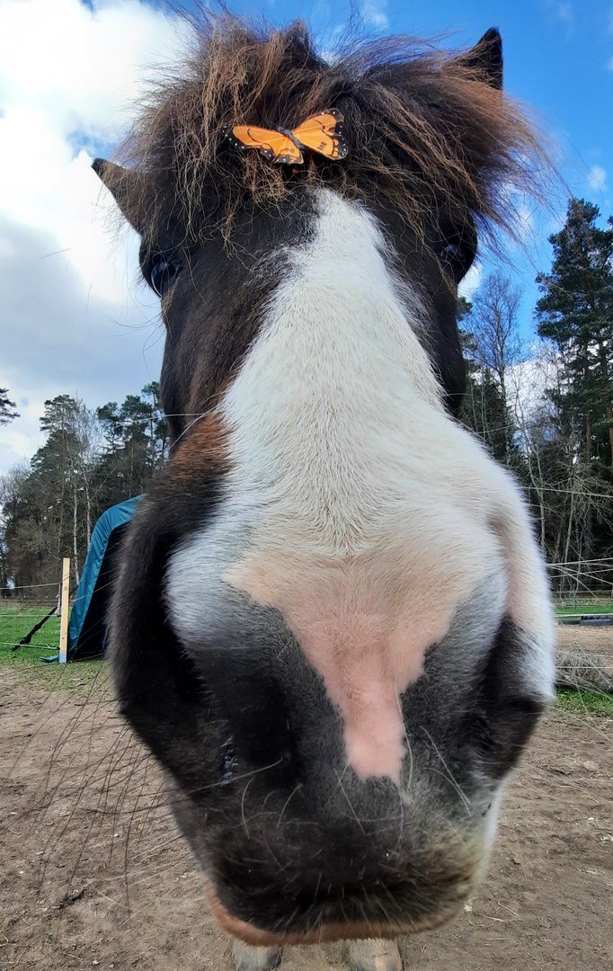 Ein aufmerksames Pferd auf dem Seiboldshof